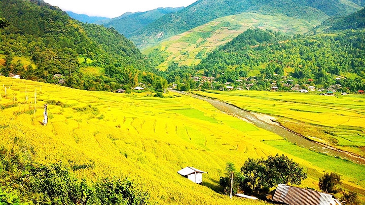 Tú Lệ mùa lúa chín rực rỡ sắc vàng no ấm