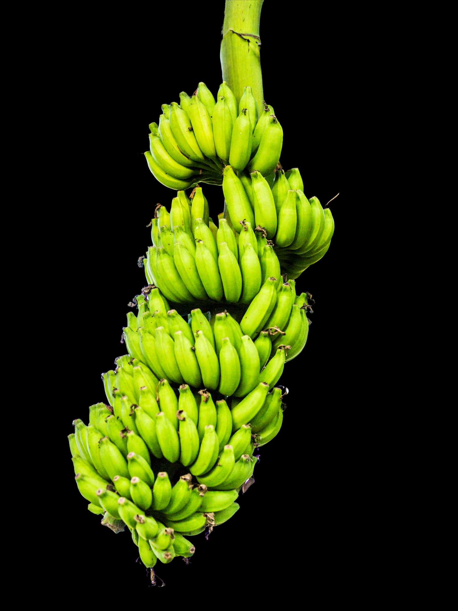 Bananas from Khmer regions, typically the su or xiem varieties are the key ingredient in making a sweet, chewy, steamed vegetarian banana cake