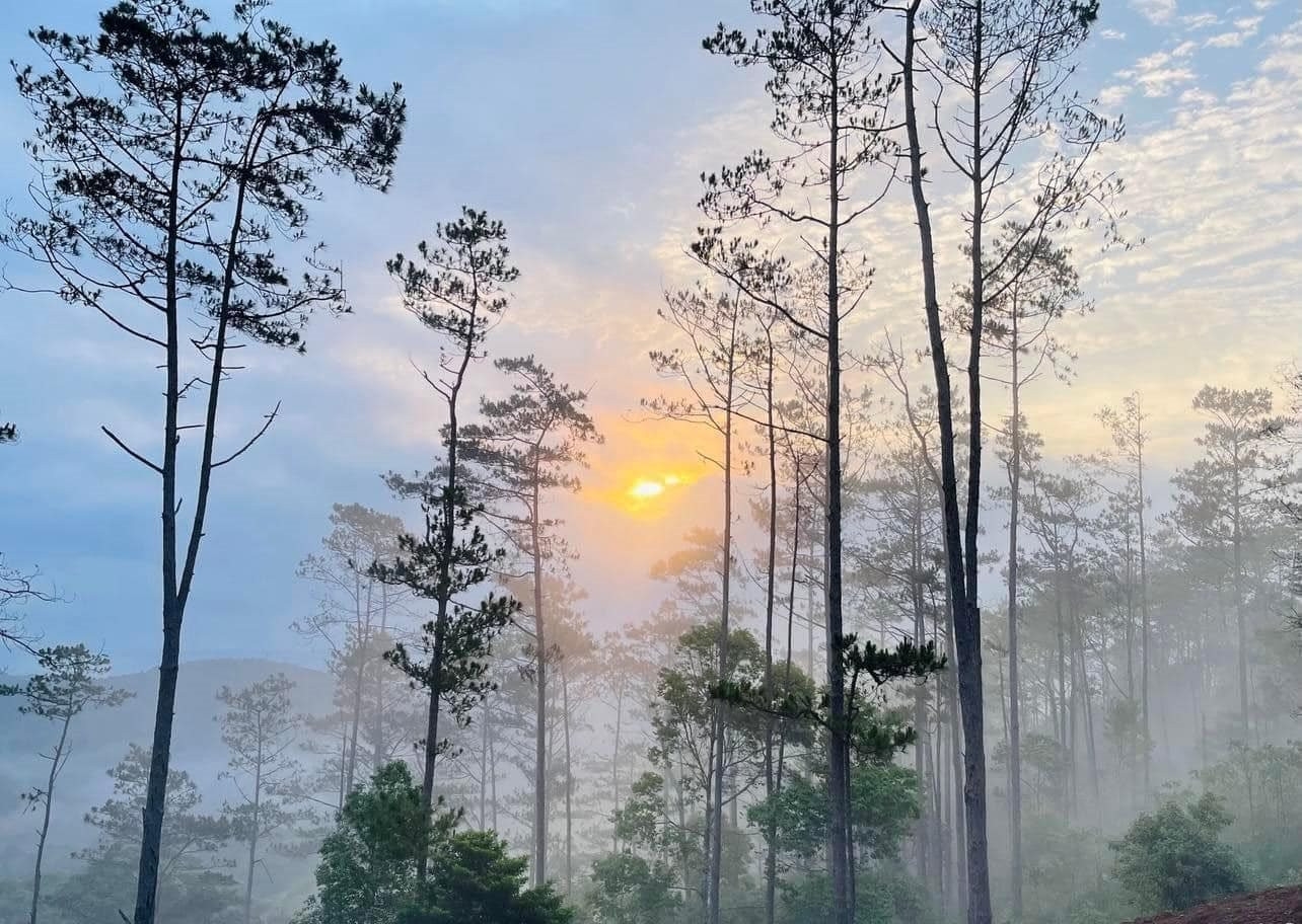 Sương mù không chỉ là hiện tượng tự nhiên, đồng thời còn là linh hồn của Măng Đen (tỉnh Quảng Ngãi), biến những con đường rừng thông thành biểu tượng của sự lãng mạn, nơi mọi khoảnh khắc đều đáng để lưu giữ bằng cả ánh nhìn và trái tim