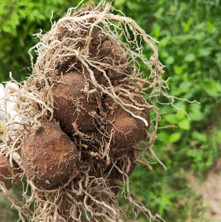 Củ huyền là đặc sản của vùng Bảy Núi, An Giang