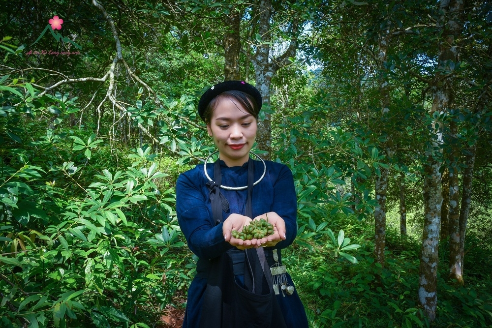 Hàng năm, hoa hồi thường có vào tầm tháng 3-5, quả hồi có tầm tháng 6-9. từ lâu, hoa hồi được coi là cây sinh kế cho bà con nhân dân xã Văn Quan (tỉnh Lạng Sơn), tạo nên nguồn thu nhập ổn định cho nhiều hộ gia đình trên địa bàn xã 