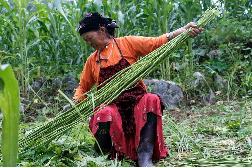 Người phụ nữ Mông thu hoạch lanh - nguyên liệu quan trọng để tạo nên những tấm vải truyền thống mang đậm bản sắc văn hóa của cộng đồng