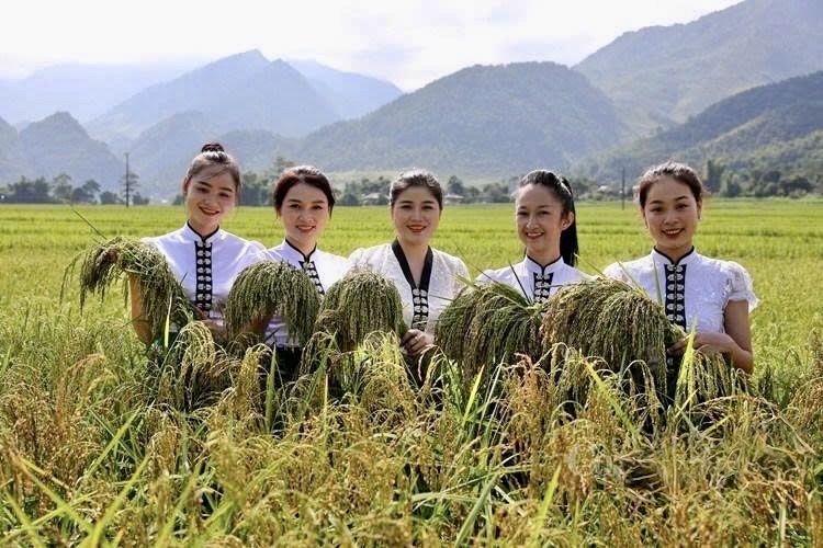 Xã Tú Lệ (tỉnh Lào Cai) nổi tiếng với gạo nếp Tan, sản vật đặc trưng được tạo nên từ điều kiện thổ nhưỡng và khí hậu riêng của vùng đất này
