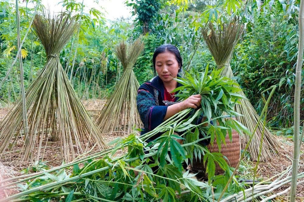 Cây lanh sau khi thu hoạch được bó thành từng cụm, phơi khô trước khi tước xơ và xử lý để tạo sợi dệt vải truyền thống của người Mông