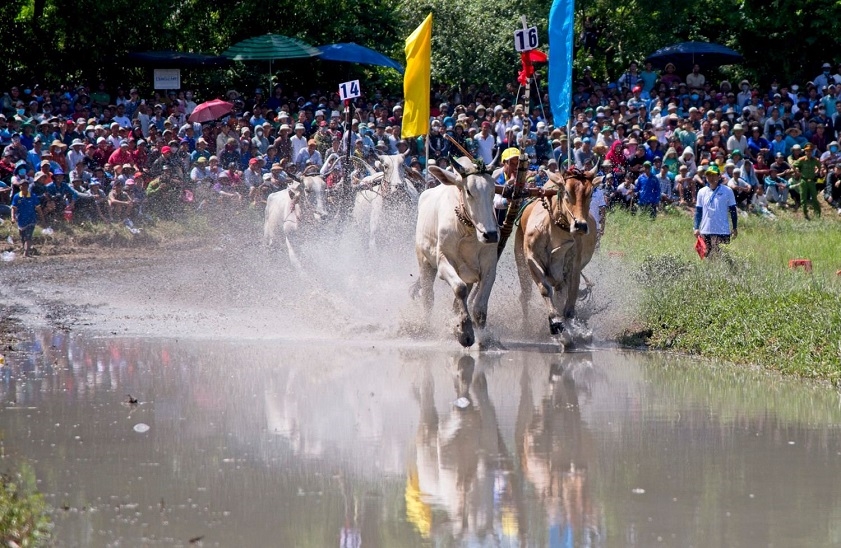 Lễ hội đua bò An Giang mang ý nghĩa sâu sắc trong văn hóa và đời sống tinh thần của cư dân vùng Bảy Núi 