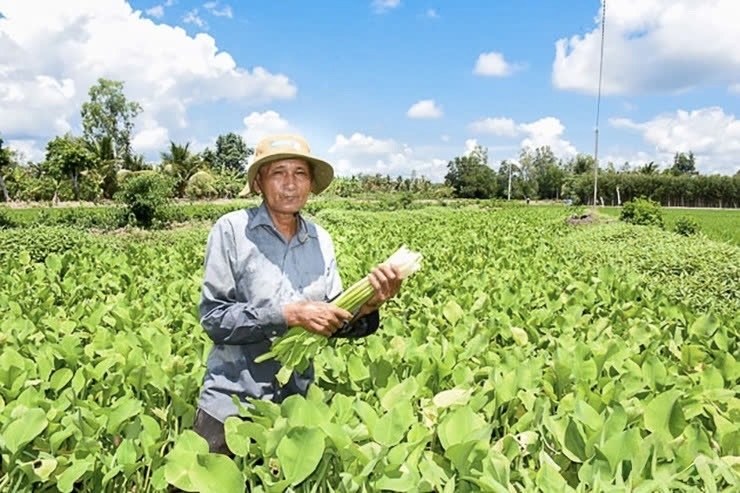 Người dân miền Tây Nam Bộ thu hái kèo nèo về bán tại các chợ đặc sản vùng miền