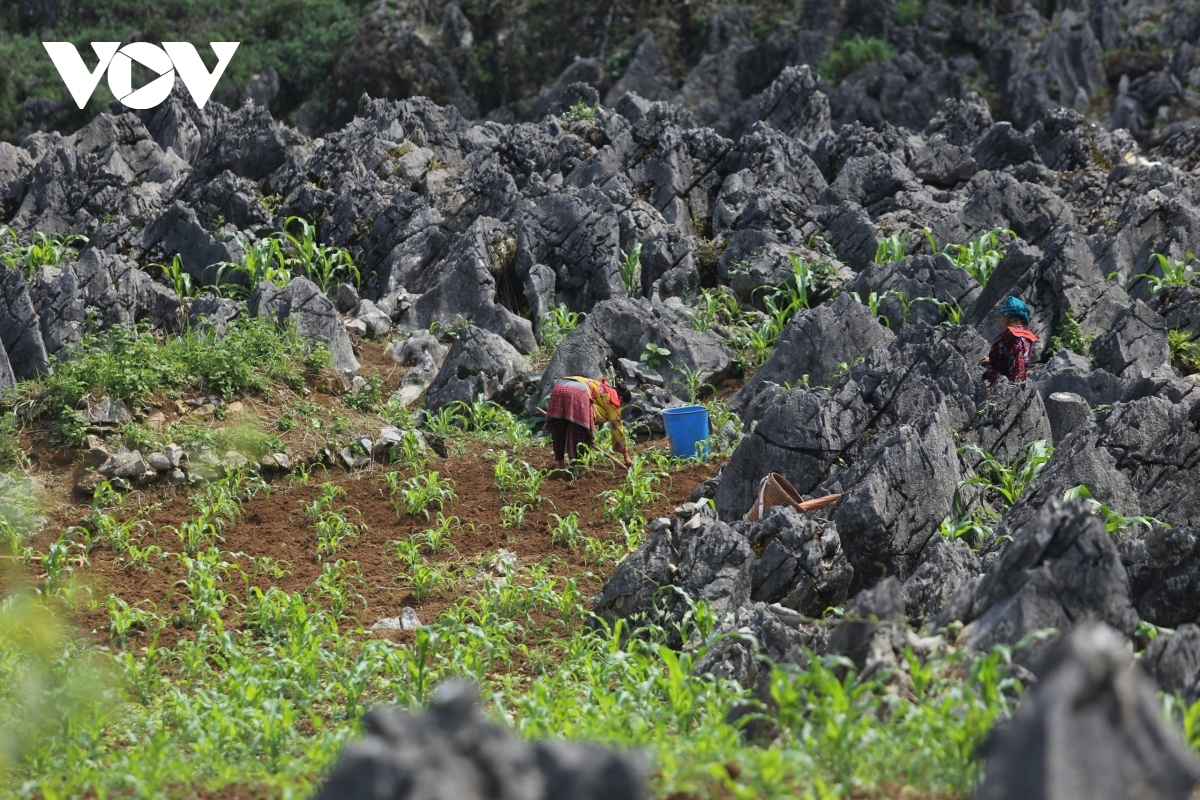 The Mong people have accumulated a rich body of local knowledge regarding climate, cultivation, water sources, forest protection and weather forecasting in order to adapt to harsh natural conditions
