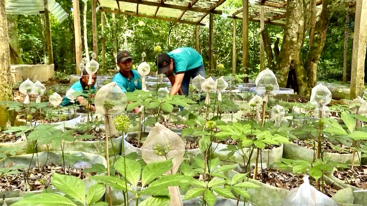 Tỉnh phấn đấu đến năm 2030 hình thành hơn 5.220ha sâm Ngọc Linh, cùng các vùng trồng đẳng sâm, quế và dược liệu