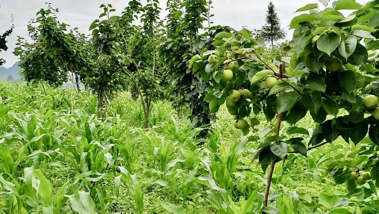 Cây lê xanh được trồng xen trên nương ngô, giúp đồng bào dân tộc thiểu số vừa duy trì nguồn lương thực trước mắt, vừa từng bước chuyển đổi sang cây ăn quả có giá trị kinh tế cao