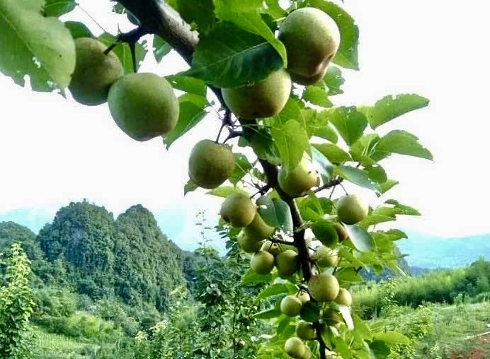 Những cành lê xanh trĩu quả trên vùng núi đá Cao Bằng, mang lại nguồn thu nhập mới cho người dân vùng cao