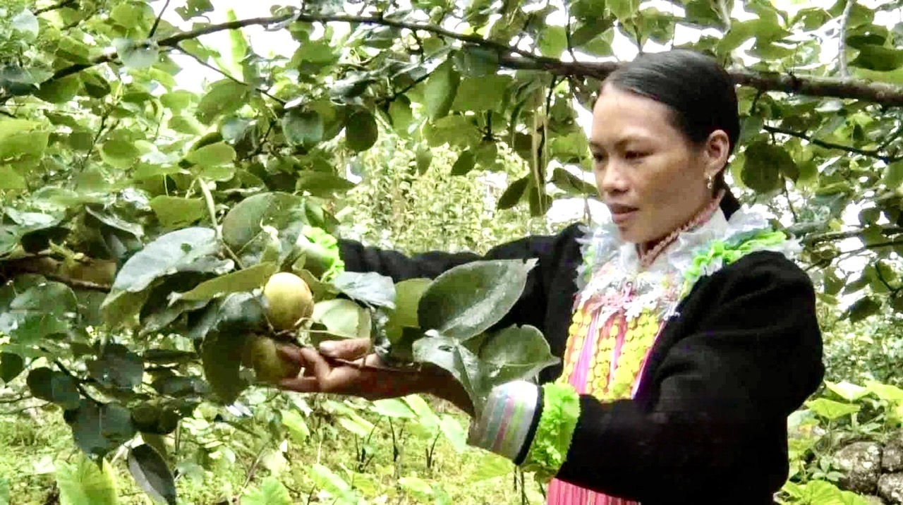 Cây lê xanh đang cho quả, mở ra hướng phát triển cây ăn quả hàng hóa, góp phần nâng cao thu nhập cho đồng bào dân tộc thiểu số