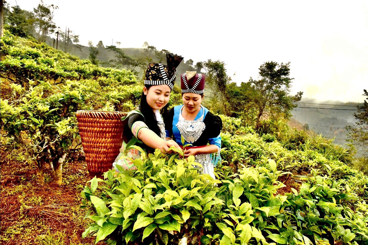 Đồng bào dân tộc ở xã Huồi Tụ thu hái chè Shan tuyết, sản phẩm đặc trưng góp phần tạo sinh kế và nâng cao thu nhập.