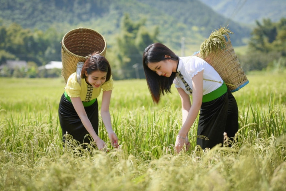 Thiếu nữ người Thái ra đồng chọn lúa về làm cốm