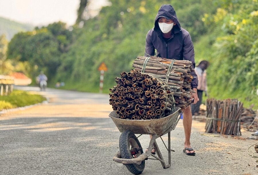Đồng bào Co đi thu hoạch quế