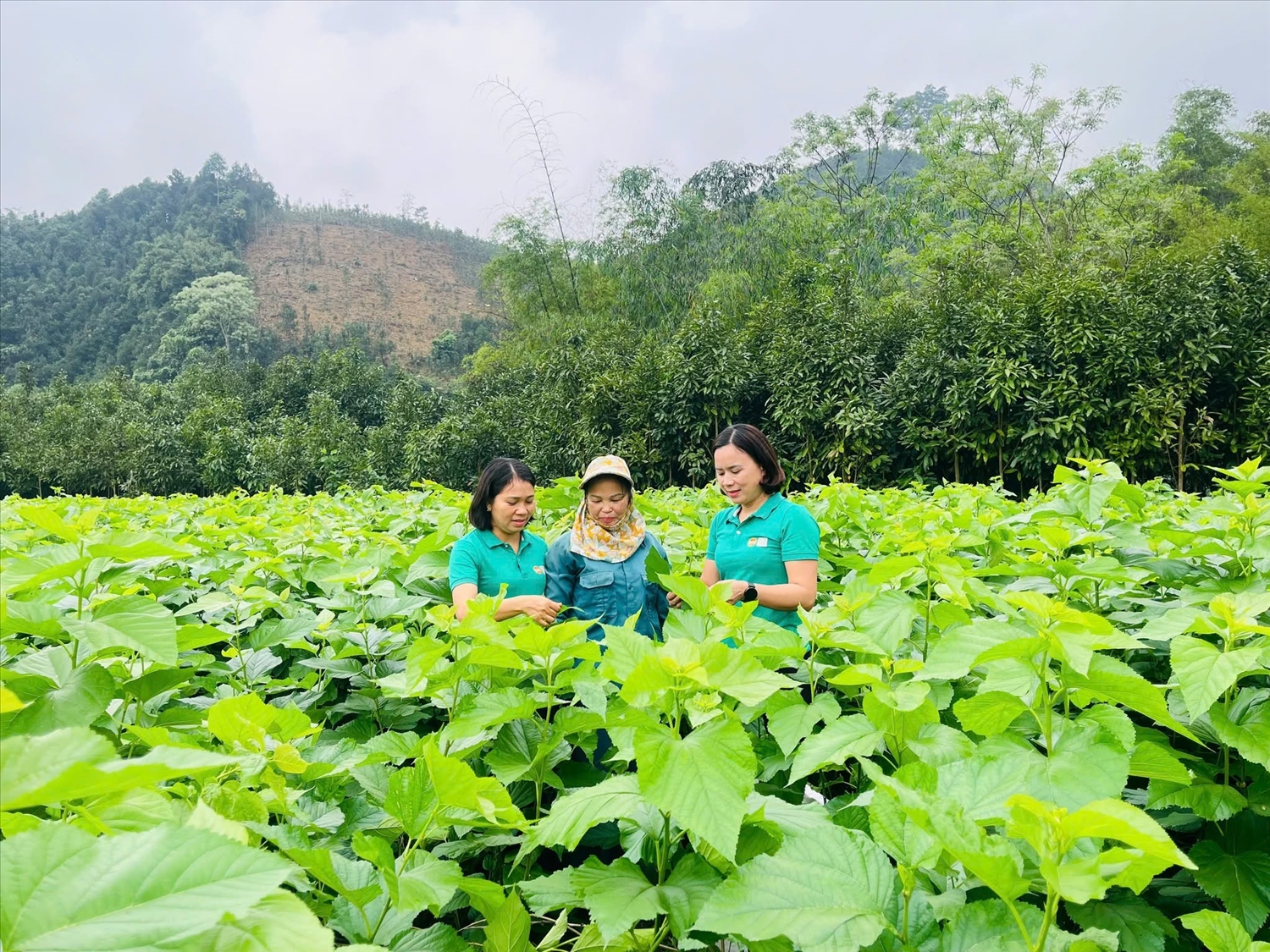 Du khách trải nghiệm nghề trồng dâu nuôi tằm ở Trấn Yên