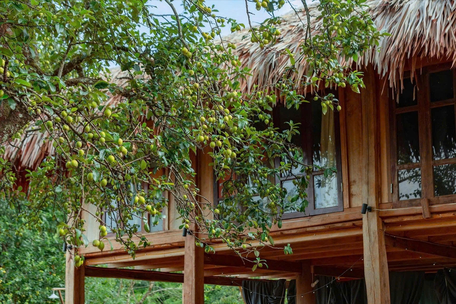 Những homestay xinh xắn thấp thoáng dưới tán sơn tra, tạo nên không gian nghỉ dưỡng gần gũi thiên nhiên giữa núi rừng Nậm Nghẹp, Sơn La