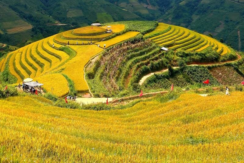 Sắc vàng mùa lúa chín phủ khắp những thửa ruộng bậc thang, tạo nên bức tranh thiên nhiên rực rỡ, hấp dẫn du khách khám phá vẻ đẹp vùng cao Sơn La