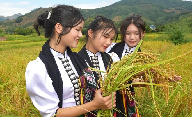 Những cô gái Thái nâng niu bó lúa chín giữa mùa vàng Sơn La, gợi lên vẻ đẹp dịu dàng của người phụ nữ vùng cao và giá trị của hạt lúa trong đời sống cộng đồng