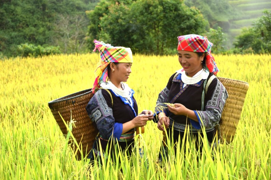 Bản Cát Lình, xã Mường La óng ả sắc lúa chín