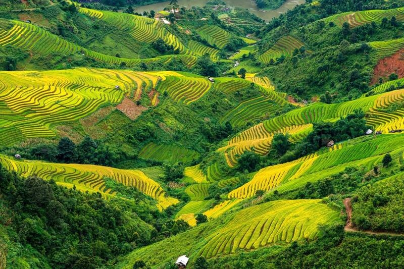 Ruộng lúa chín tại bản Xím Vàng tạo nên khung cảnh thơ mộng