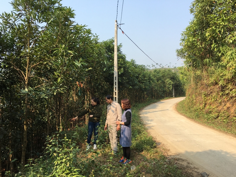 Quế là cây trồng mang lại hiệu quả kinh tế cao cho đồng bào các dân tộc thiểu số tỉnh Lào Cai (Ảnh: Phương Liên)