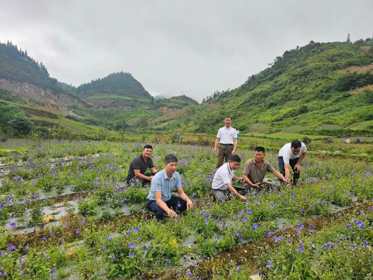Trồng dược liệu - hướng đi mới để giảm nghèo ở xã Lùng Phình