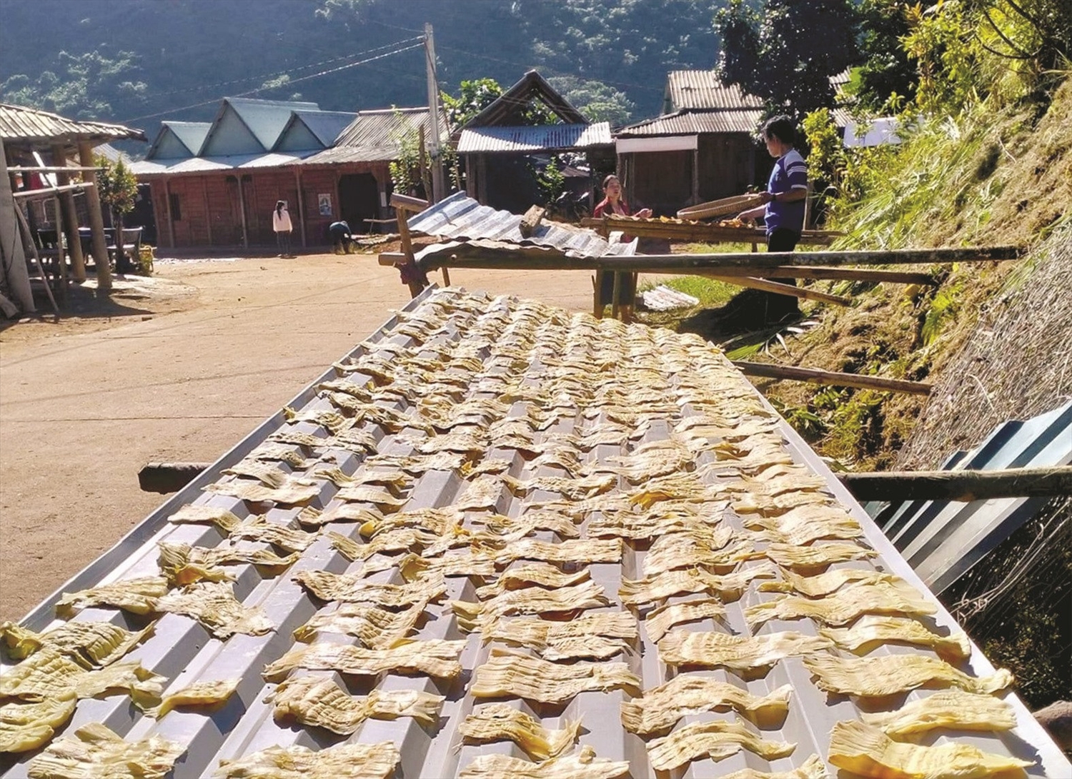 Bà con tranh thủ trời nắng phơi những mẻ măng vàng ruộm