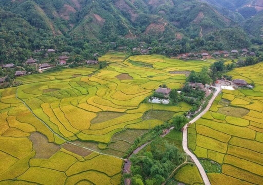 Những nếp nhà sàn người Tày ở Lào Cai nằm xen giữa những mảng màu của ruộng lúa tạo nên bức tranh tuyệt đẹp