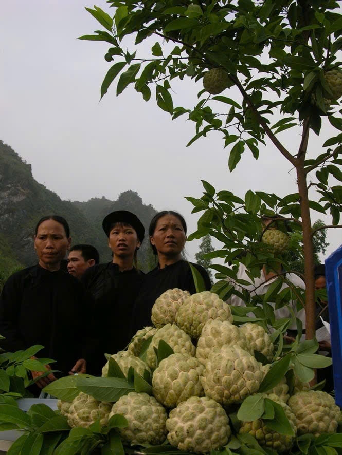 Cây na dai sinh trưởng và phát triển tốt, lá có màu xanh đậm, quả to hơn, mẫu mã đẹp nên rất dễ bán