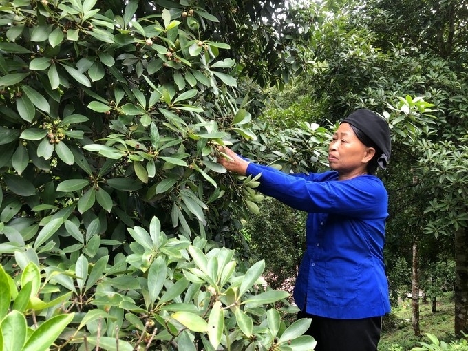 Lạng Sơn sở hữu nguồn tài nguyên đất đai phong phú, đa dạng về thổ nhưỡng, khí hậu phân hóa theo độ cao, tạo điều kiện cho nhiều loại cây trồng phát triển, trong đó có loại cây đặc sản như hồi…