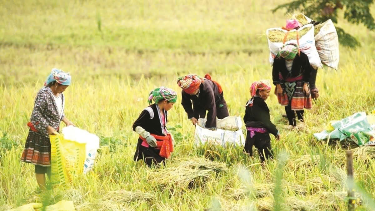 Chính sách đặc thù về sinh kế giúp vùng đồng bào dân tộc thiểu số và miền núi phát triển bền vững