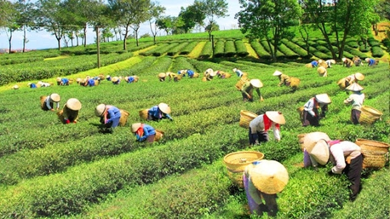 Cần tạo điều kiện để đồng bào dân tộc thiểu số phát triển sinh kế, vươn lên làm giàu bền vững