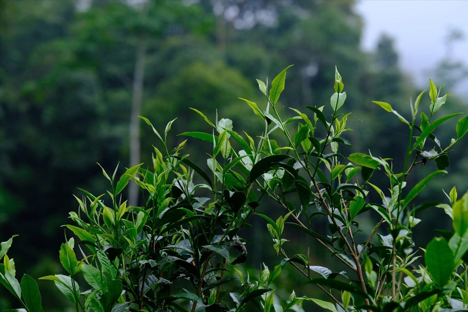 Chè cổ thụ trên núi cao là nguồn nguyên liệu quý để sản xuất các dòng trà đạt tiêu chuẩn OCOP mang lại thu nhập cao cho người dân