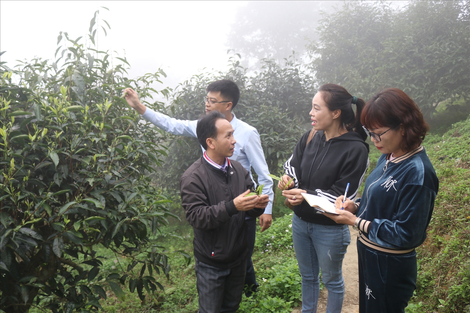 Các chương trình mục tiêu quốc gia giai đoạn 2021 - 2025 đã góp phần tạo ra những chuyển biến rõ nét về diện mạo nông thôn, kết quả giảm nghèo và phát triển toàn diện vùng đồng bào dân tộc thiểu số, miền núi (Trong ảnh: Chè Suối Giàng là loại cây trồng giúp giảm nghèo, làm giàu hiệu quả cho đồng bào dân tộc thiểu số xã Văn Chấn, tỉnh Lào Cai - Ảnh: Phương Liên)