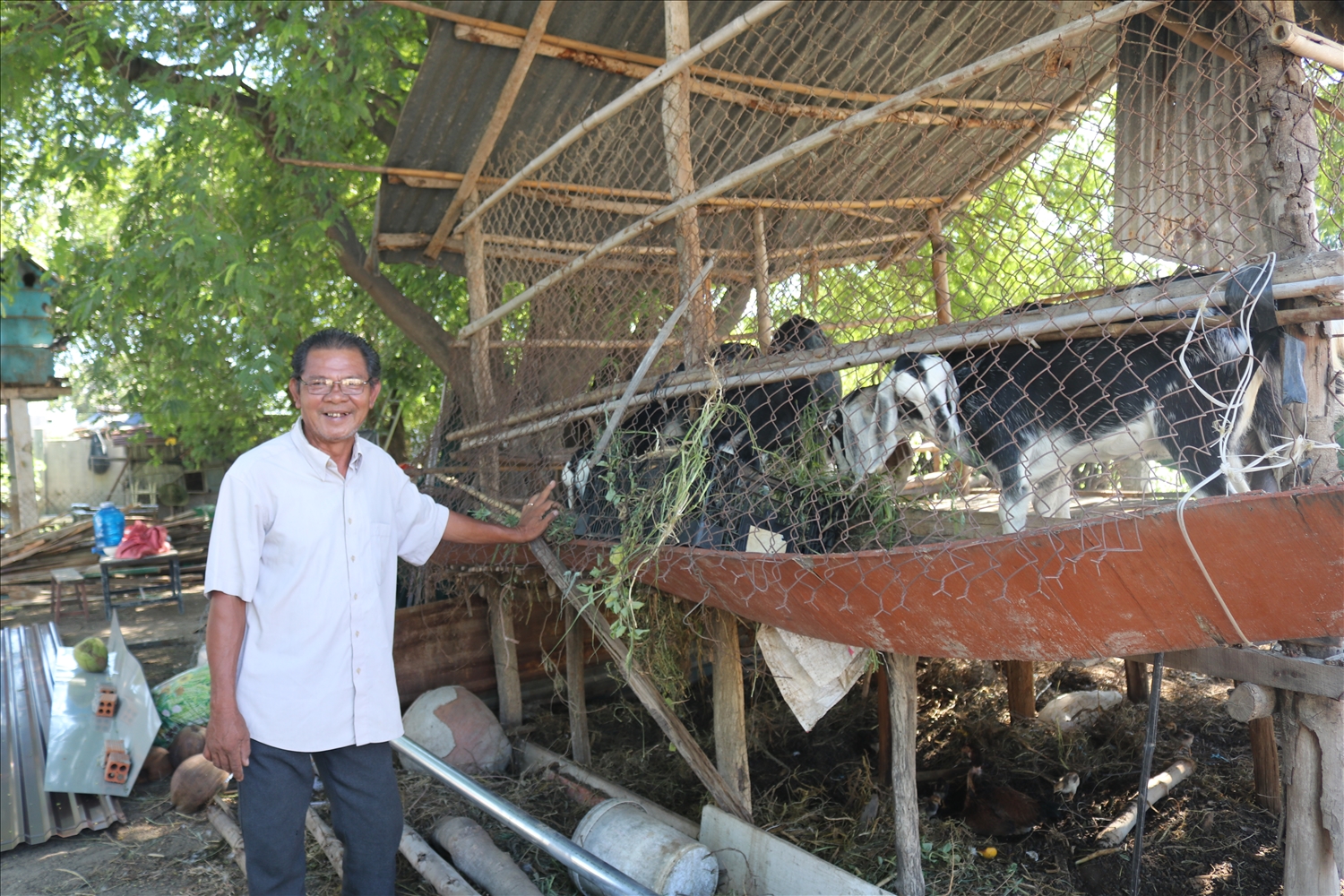 Chăn nuôi dê để phát triển kinh tế hộ là một hướng đi của đồng bào Chăm tỉnh Khánh Hòa (Ảnh: Phương Liên)