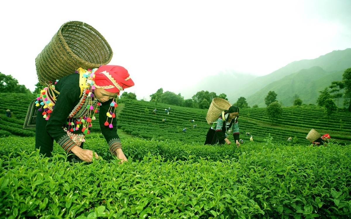 Nhờ chuyển đổi diện tích đất nông nghiệp kém hiệu quả sang trồng chè đã giúp cho đồng bào dân tộc thiểu số có nguồn thu ổn định 