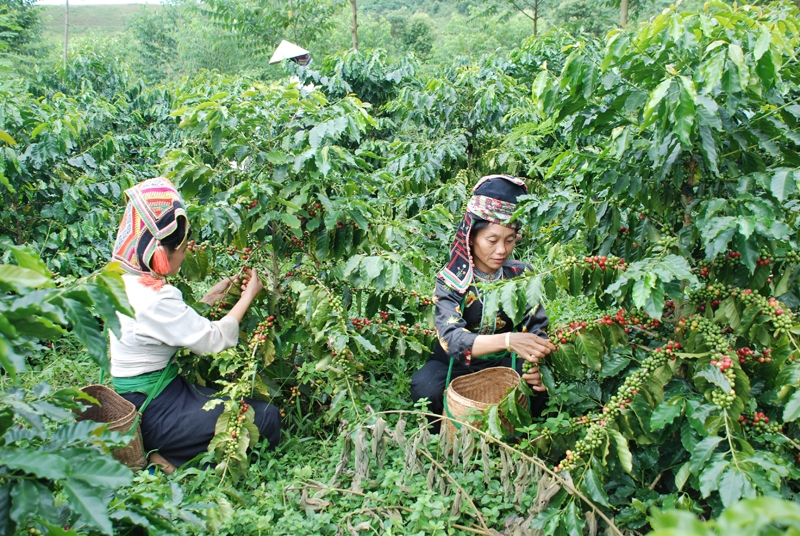 Chương trình được lồng ghép đồng bộ với nhiều kế hoạch phát triển ngành, lĩnh vực, trong đó có gắn với các kế hoạch, chương trình phát triển việc làm, đào tạo nghề và an sinh xã hội, nâng cao năng lực, tạo sinh kế và việc làm bền vững cho người dân, đặc biệt ở vùng khó khăn - Ảnh Phương Liên