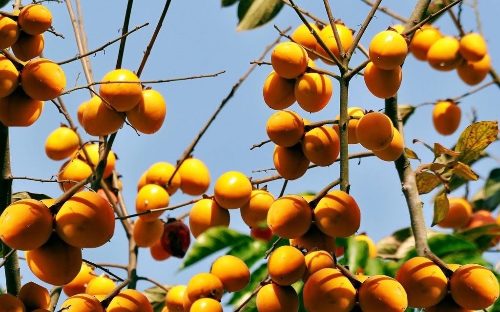 Những vườn hồng đang kể câu chuyện về đồng bào Tày, Nùng ở Lạng Sơn đã biết tận dụng điều kiện tự nhiên, gìn giữ giống cây quý để tạo dựng sinh kế bền vững trên quê hương mình.