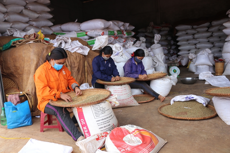 Phát huy vai trò chủ thể của người dân là giải pháp giảm nghèo hữu hiệu và bền vững (Trong ảnh: Tham gia làm việc tại các cơ sở chế biến cà phê mang lại nguồn thu nhập cho đồng bào dân tộc thiểu số ở Gia Lai - Ảnh: Trần Dũng)
