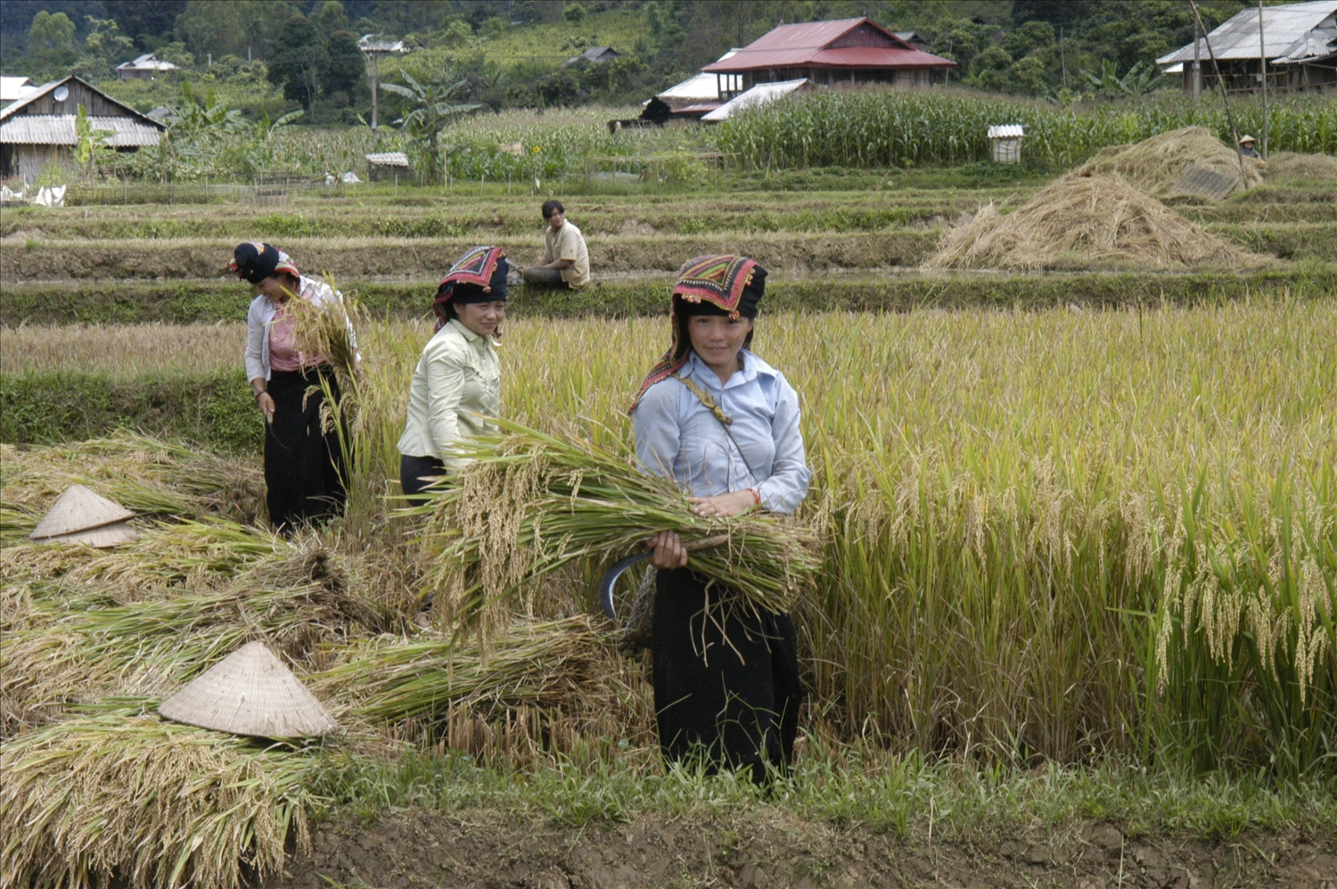 Lao động người dân tộc thiểu số hiện vẫn chủ yếu tập trung trong khu nông, lâm nghiệp có năng suất thấp và phụ thuộc nhiều vào điều kiện tự nhiên (Ảnh minh họa)