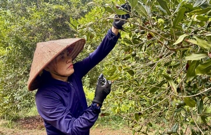 Cây mắc ca đang mở ra hướng phát triển kinh tế, góp phần nâng cao thu nhập cho đồng bào vùng miền núi tỉnh Lạng Sơn