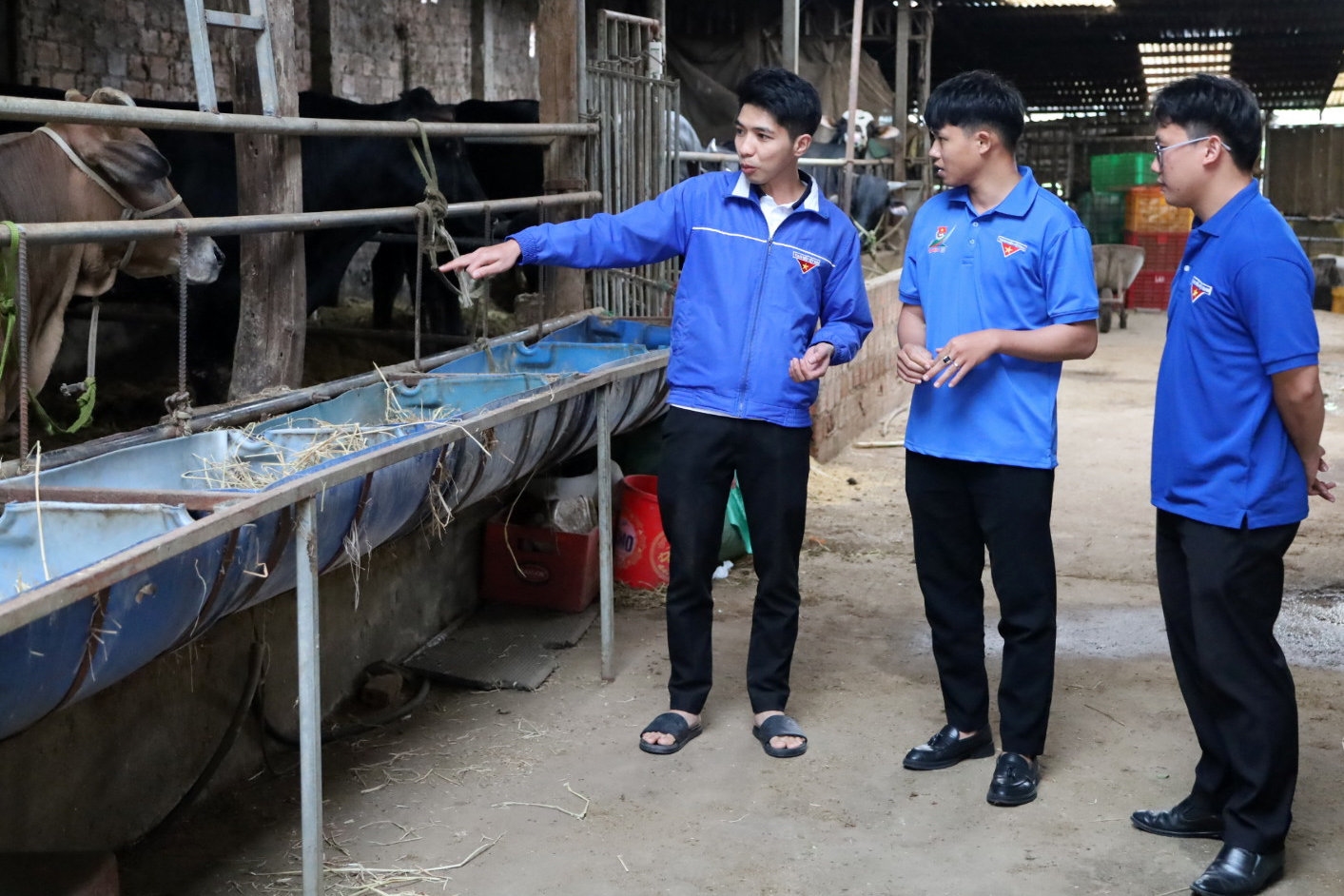 Thanh niên xã Quảng Lập phát triển kinh tế với mô hình chăn nuôi bò
