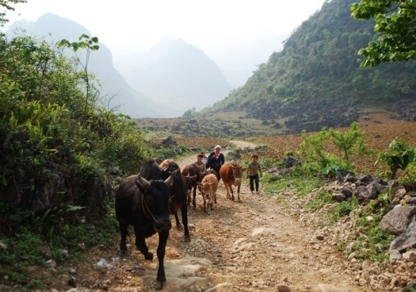 Tại xã Tĩnh Túc, đời sống nhân dân, trong đó có đồng bào theo đạo Tin Lành từng bước được cải thiện nhờ phát triển chăn nuôi gia súc