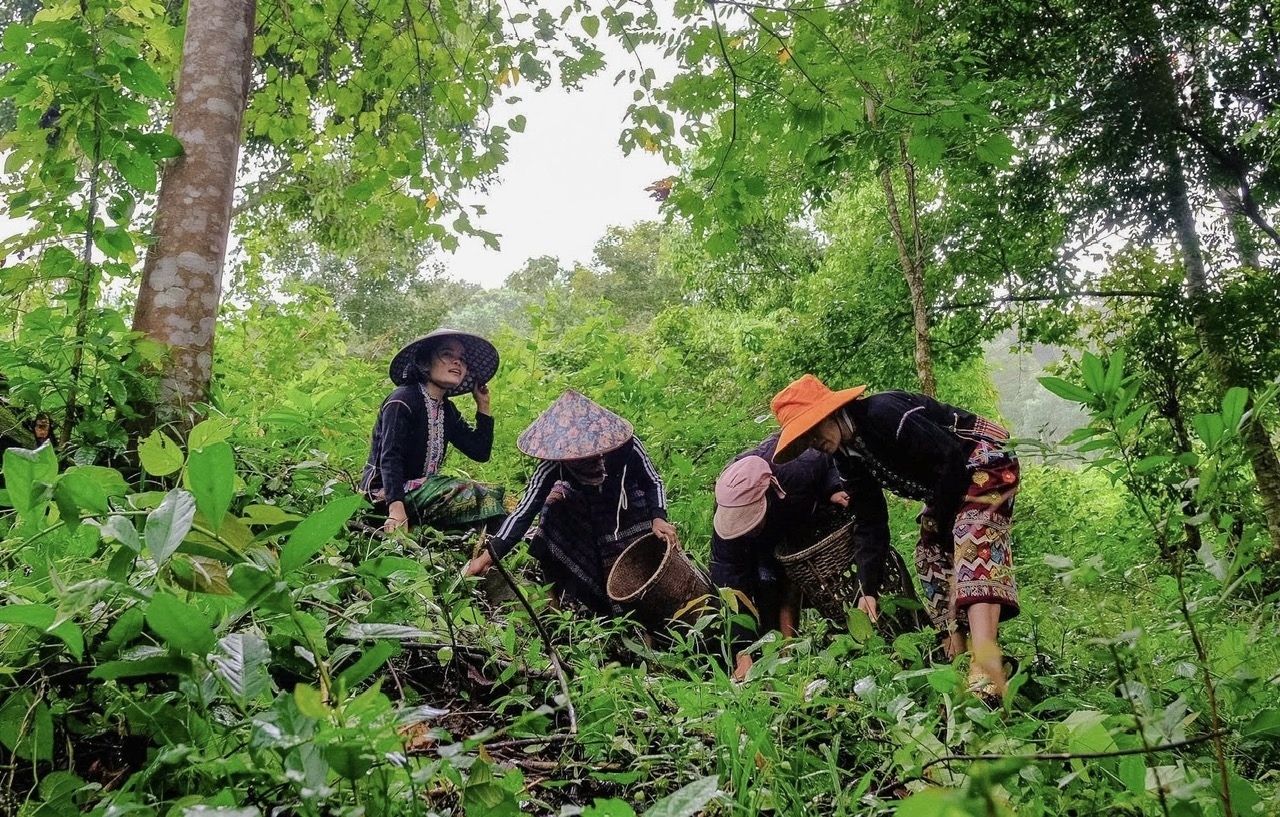 Đồng bào Vân Kiều ở xã Hướng Phùng thu hái hạt trẩu trong rừng, tạo thêm nguồn thu nhập từ sản vật tự nhiên