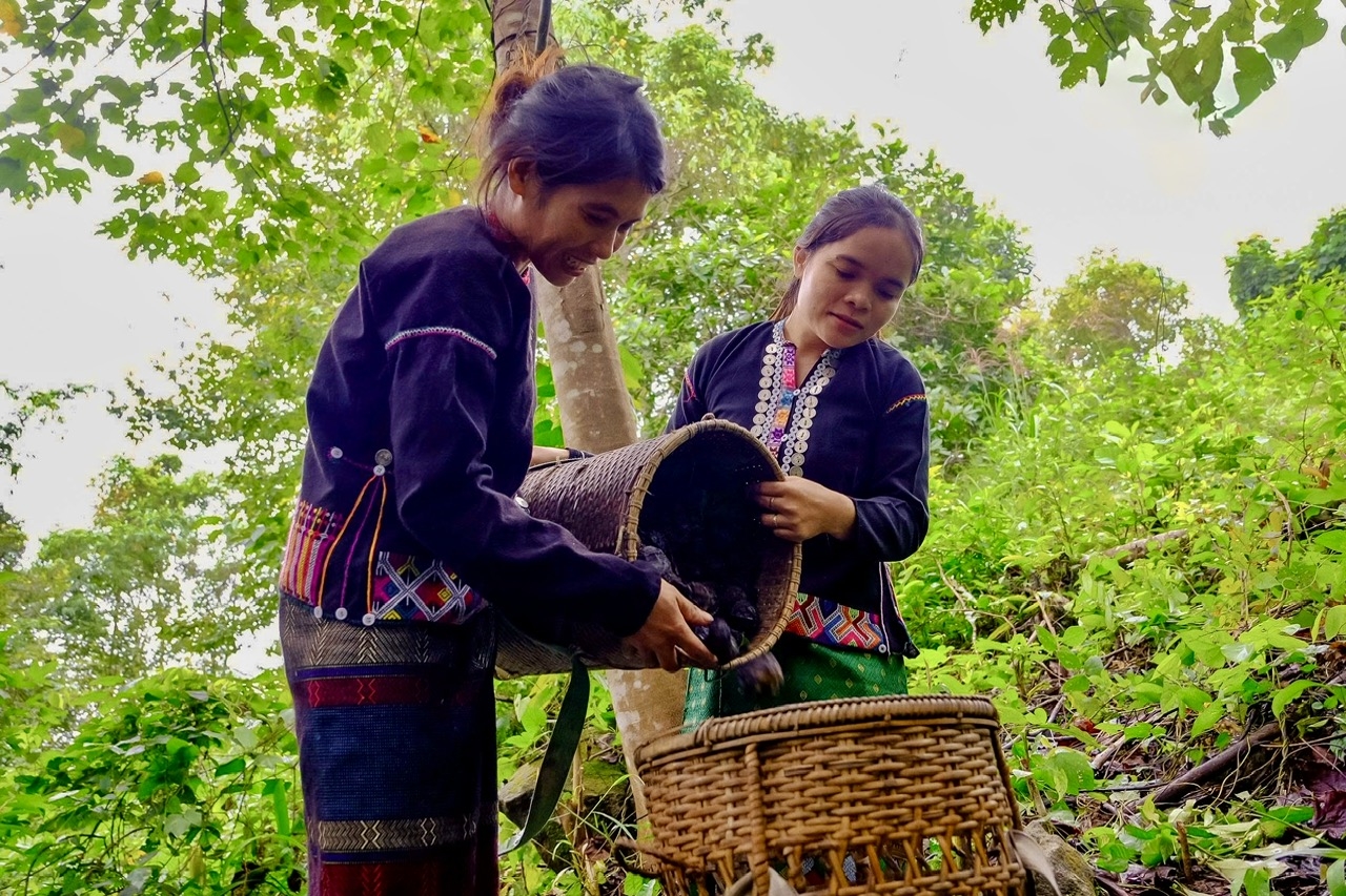 Đầu ra ổn định giúp người dân Hướng Phùng có thêm nguồn thu nhập, ổn định kinh tế gia đình; đồng thời tạo nguồn nguyên liệu bền vững cho doanh nghiệp và khuyến khích cộng đồng chung tay bảo vệ rừng