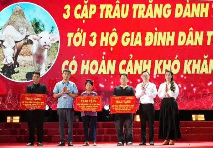 Từ mùa hội Đền Minh Lương, 3 cặp trâu trắng được trao tặng, tiếp thêm sinh kế cho các hộ đồng bào dân tộc thiểu số có hoàn cảnh khó khăn trên địa bàn xã Yên Sơn (Tuyên Quang)