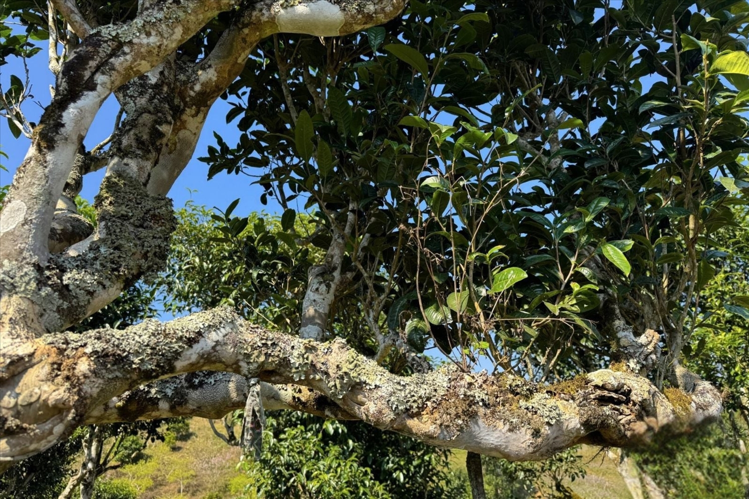 The ancient On Oc Shan Tuyet tea trees are hundreds of years old 