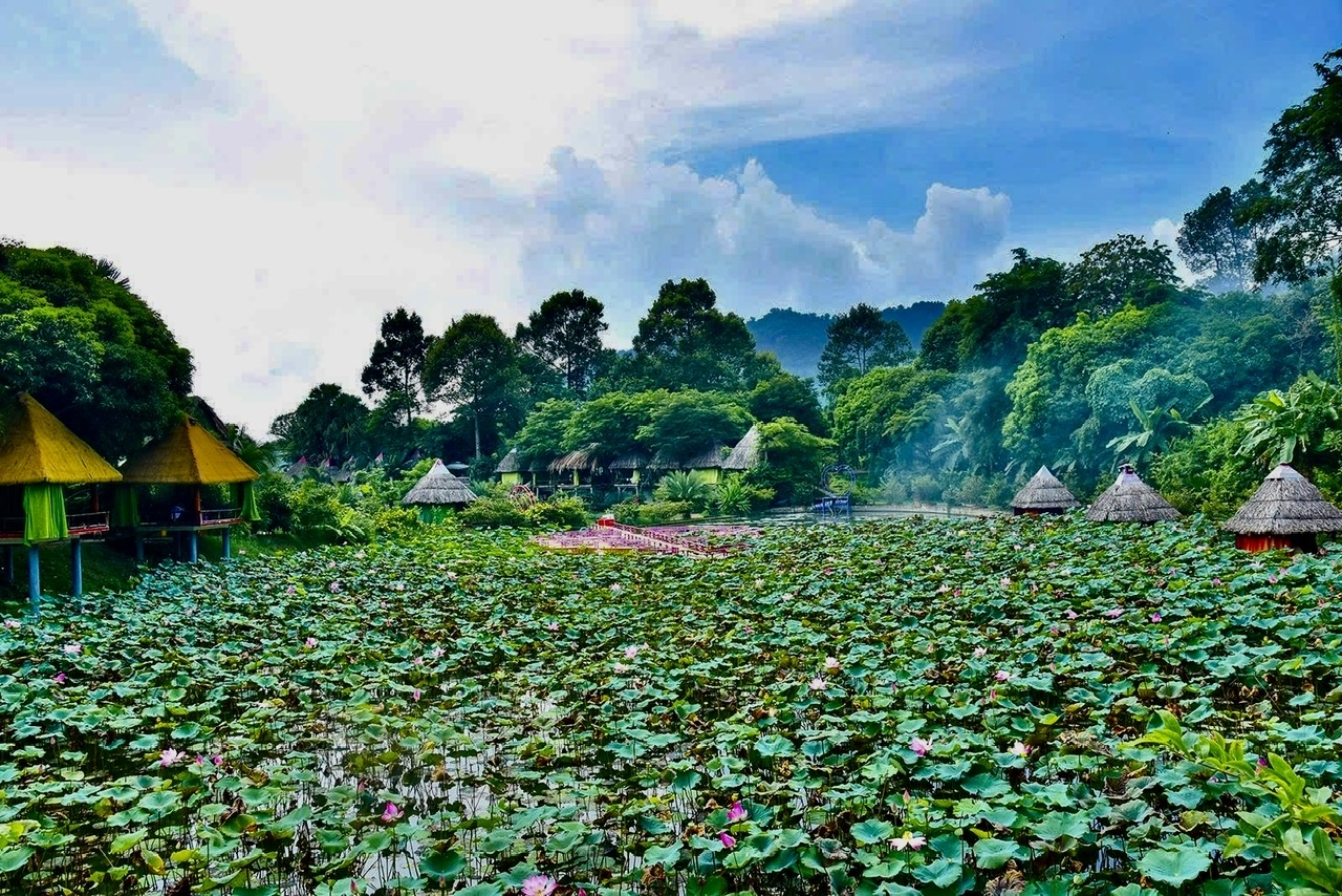 Hồ sen bên hồ Ô Thum, xã Ô Lâm (An Giang)